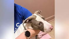 One of three puppies stolen from Atlanta animal shelter break-in found safe