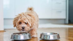 National Puppy Day: How to prepare for a puppy, what to do when it arrives
