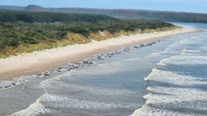 2 more whales die as death toll nears 200 in Australia mass stranding