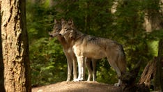 Wolf population increasing in Oregon, wildlife officials say