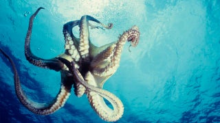 Hawaii fisherman catches huge octopus, breaks his own brother's record: report