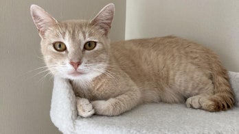 Adorable buff tabby cat in need of adoption in Utah: ‘Such a sweet girl’