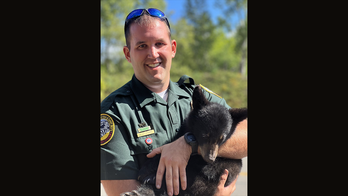 New Hampshire wildlife officials rescue bear cub after mother hit by vehicle
