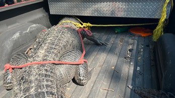 Massive 11-foot, 400-pound alligator in Katy, Texas neighborhood scares onlookers