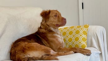 Retriever mix in California rescued after leg injury is looking for a forever home