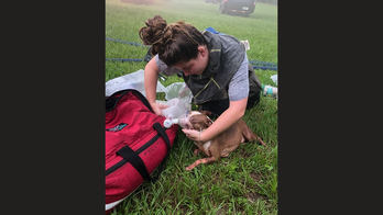 Florida Amazon delivery driver saves Boston Terrier puppies from burning home