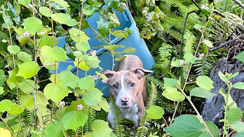 Florida deputy rescues dog thrown off bridge in plastic container