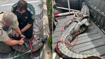Florida deputies hogtie alligator ‘loitering’ in Wendy’s parking lot