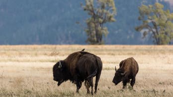 Grand Canyon National Park relocates 58 bison from the North Rim of park