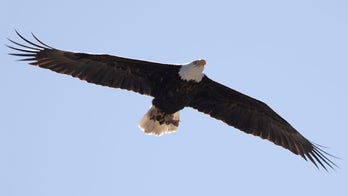 New Jersey proposes bald eagle's removal from endangered species list following big rebound