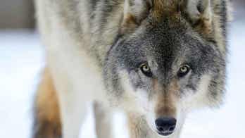 WI wildlife officials say 2021 wolf hunt had little impact on population