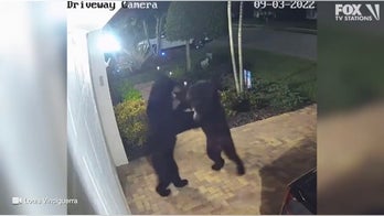 Florida homeowners catch bears 'dancing' in driveway in viral video