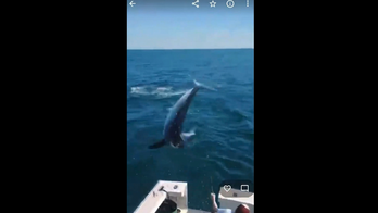 Caught on video: Shark jumps into boat off Maine coast