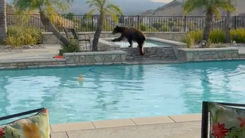 Black bear cools off in California homeowner's pool over hot Labor Day weekend