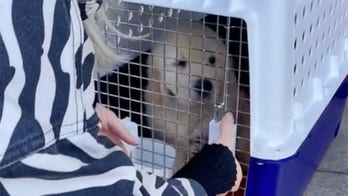 Golden retriever puppy meets his new owner in viral video after taking a solo flight to reach her