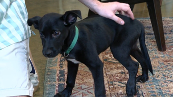 Tennessee man saves puppy dumped out of car at busy intersection