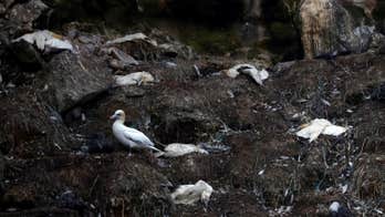 Unseasonal bird flu outbreak in France raises concerns