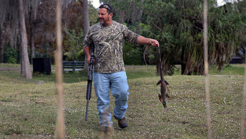 Florida commissioner suggests putting bounties on invasive iguanas: 'Dead or alive'