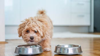 National Puppy Day: How to prepare for a puppy, what to do when it arrives