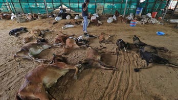 Virus kills 100K cows and buffaloes in India, livelihoods threatened