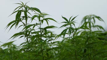 Japanese health panel recommends importation and use of medical marijuana