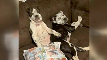 Police in Michigan searching for man accused of stabbing 2 dogs, killing 1