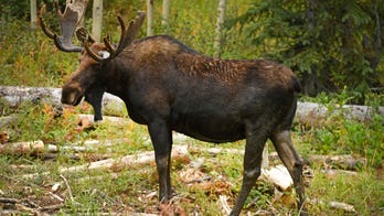 Archery hunter sustains life-threatening injuries from moose attack