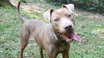 Sweet dog in Northwest Arkansas is looking to be adopted by her 'lucky person'