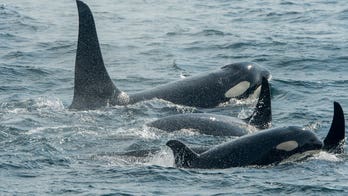 Endangered southern resident orca populations continue to drop, now at 73