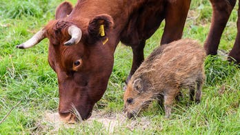 Unlikely family? Cows in Germany adopt wild boar piglet