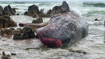 Australia wildlife officials investigating deaths of 14 sperm whales found on island