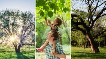 Arbor Day on April 26 celebrates trees and 'represents a hope for the future'