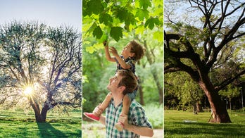 Arbor Day on April 26 celebrates trees and 'represents a hope for the future'