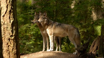 Wolf population increasing in Oregon, wildlife officials say