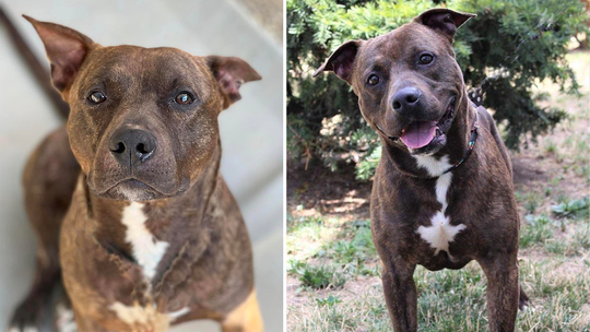 Beautiful brindle dog available for adoption in New Jersey: ‘Old school’ charmer