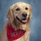 Dog at Ohio Middle School gets her own yearbook picture for 2nd year in a row