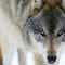 WI wildlife officials say 2021 wolf hunt had little impact on population