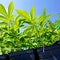 Over 900 apply for NY state recreational marijuana licenses