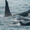 Endangered southern resident orca populations continue to drop, now at 73