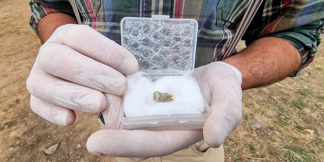 Giorgi Bidzinashvili, an archaeologist and the dig team's scientific leader, shows the tooth belonging to an early species of human, which was recovered from rock layers presumably dated to 1.8 million years old. 