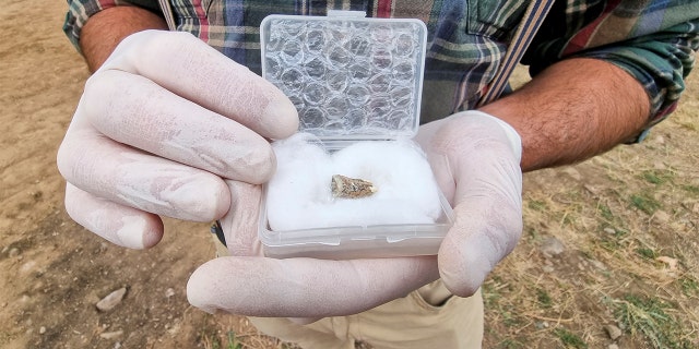 Giorgi Bidzinashvili, an archaeologist and the dig team's scientific leader, shows the tooth belonging to an early species of human, which was recovered from rock layers presumably dated to 1.8 million years old.