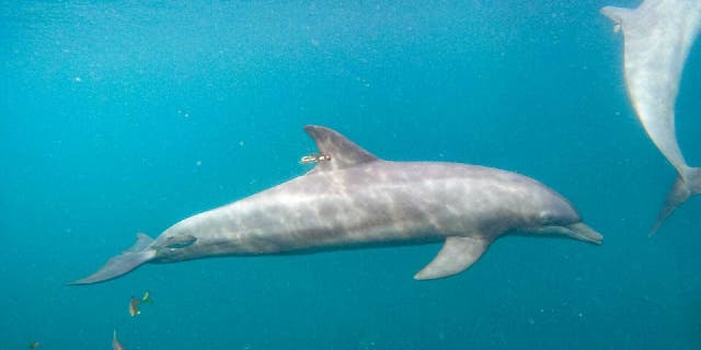 In this photo released by Ric O'Barry's Dolphin Project on Saturday, September 3, 2022, rescued bottlenose dolphin Rocky - equipped with a GPS tag - swam through the Umah Lumba Rehabilitation, Release and Retirement Center in the Banyuwedang Bay, West Bali, Indonesia.