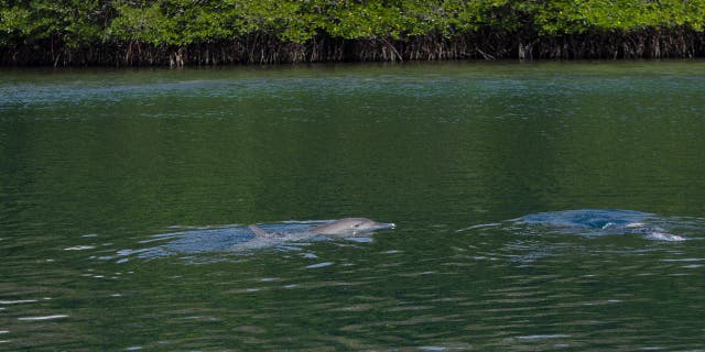 In this photo released by Ric O'Barry's Dolphin Project on Saturday, September 3, 2022, rescued bottlenose dolphin Johnny swam to the surface of Banyuwedang Bay after being released from Umah Lumba Rehabilitation, Release and Retirement Centre in West Bali, Indonesia.