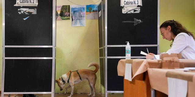 A Carolina dog waits for his owner to vote at a polling station in Rome, Sunday, Sept. 25, 2022. Italians were voting on Sunday in an election that could move the country's politics sharply toward the right during a critical time for Europe, with war in Ukraine fueling skyrocketing energy bills and testing the West's resolve to stand united against Russian aggression. (AP Photo/Alessandra Tarantino)