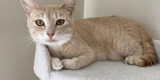 Annie, a three-year-old buff tabby cat, awaits a forever home.