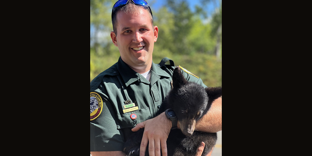 A bear cub was rescued by New Hampshire wildlife officials after its' mother was hit and killed by a car.