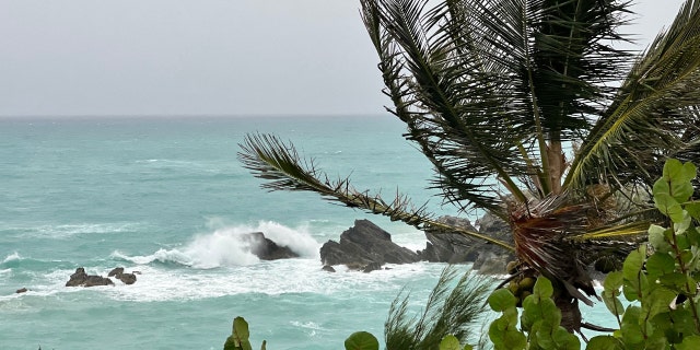 A palm tree stands in the wind in Church Bay, Bermuda, as Hurricane Fiona churned towards the Atlantic island as a powerful Category 4 storm on September 22, 2022. 