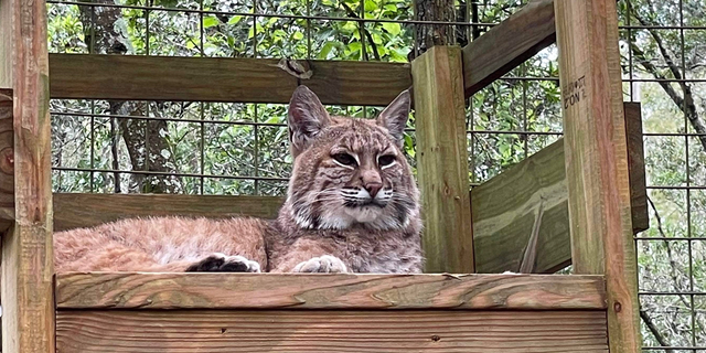 The Big Cat Rescue in Tampa Bay, Florida, is preparing for Hurricane Ian ahead of expected landfall along the Florida Gulf Coast, CEO Carole Baskin said.