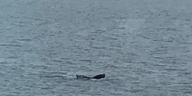 During the ferry ride from Canada to Juneau, Barnes saw a whale (pictured here).