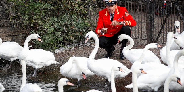 Barber, who has been the royal swan marker for 30 years, feeds swans by the River Thames.